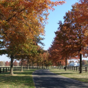 War Horse Place in the Fall - Main Drive