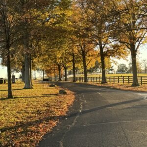 War Horse Place in the Fall - Main Drive