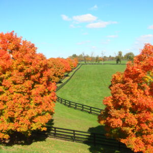 War Horse Place in the Fall - View from Kearney Road