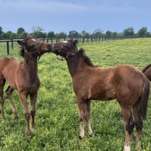 War Horse Place in the Spring