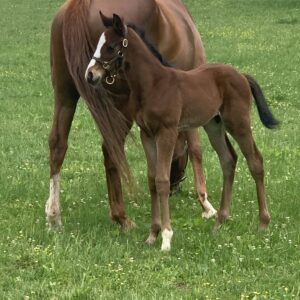 War Horse Place in the Spring