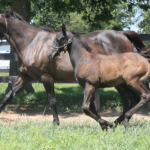 War Horse Place in the Spring