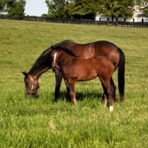 War Horse Place in the Summer