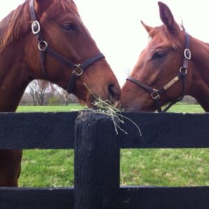 War Horse Place in the Summer