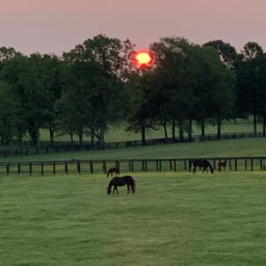 War Horse Place in the Summer