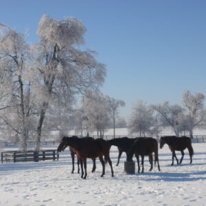 War Horse Place in the Winter