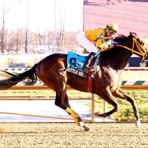 LITTLE VIC BRED/RAISED/SOLD BY WAR HORSE PLACE Won 2023 Tom Fool H. (G3), 2nd in the Toboggan S. (G3).