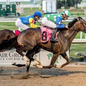 NORTH COUNTY SOLD BY WAR HORSE PLACE Stakes winner.