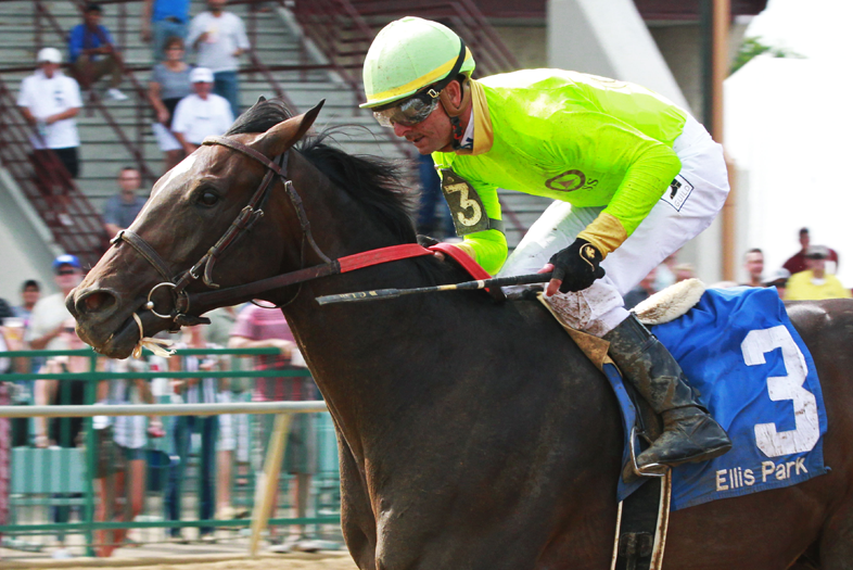 Hog Creek Hustle - War Horse Place Stallion