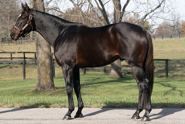 Hog Creek Hustle - War Horse Place Stallion