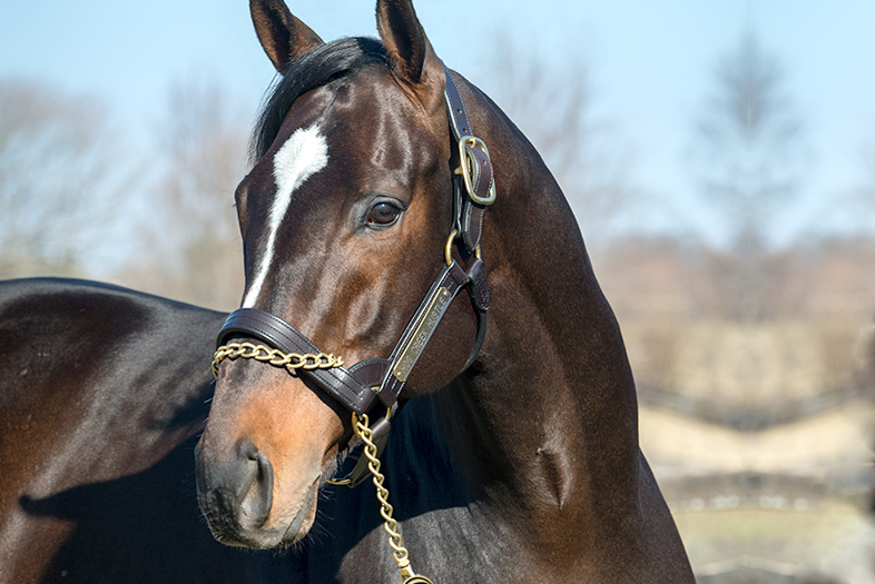 Hog Creek Hustle - War Horse Place Stallion