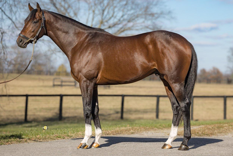 Rombauer - War Horse Place Stallion