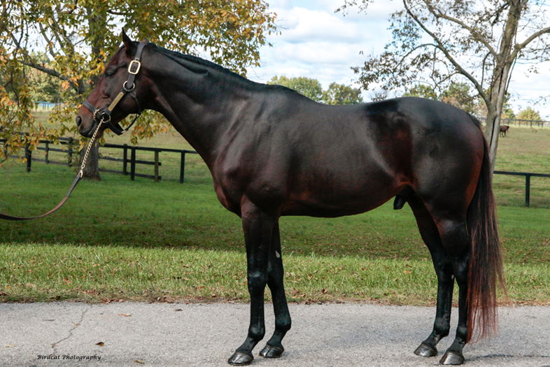 Sacred Life - War Horse Place Stallion