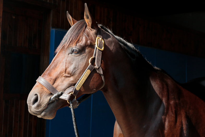 Sacred Life - War Horse Place Stallion