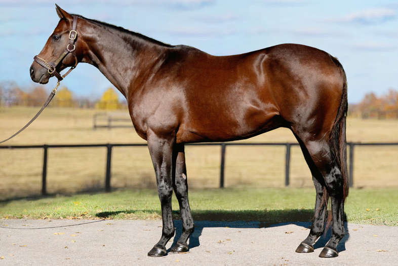 Smooth Like Strait - War Horse Place Stallion